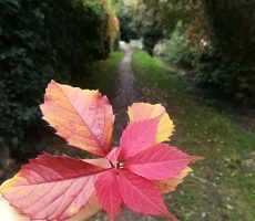 Feuille automne